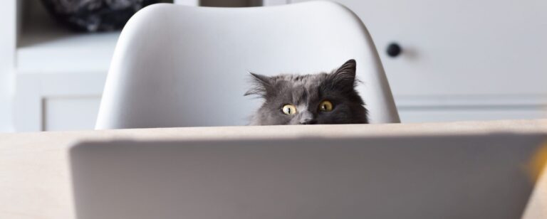Confused Cat Reading P&L Document