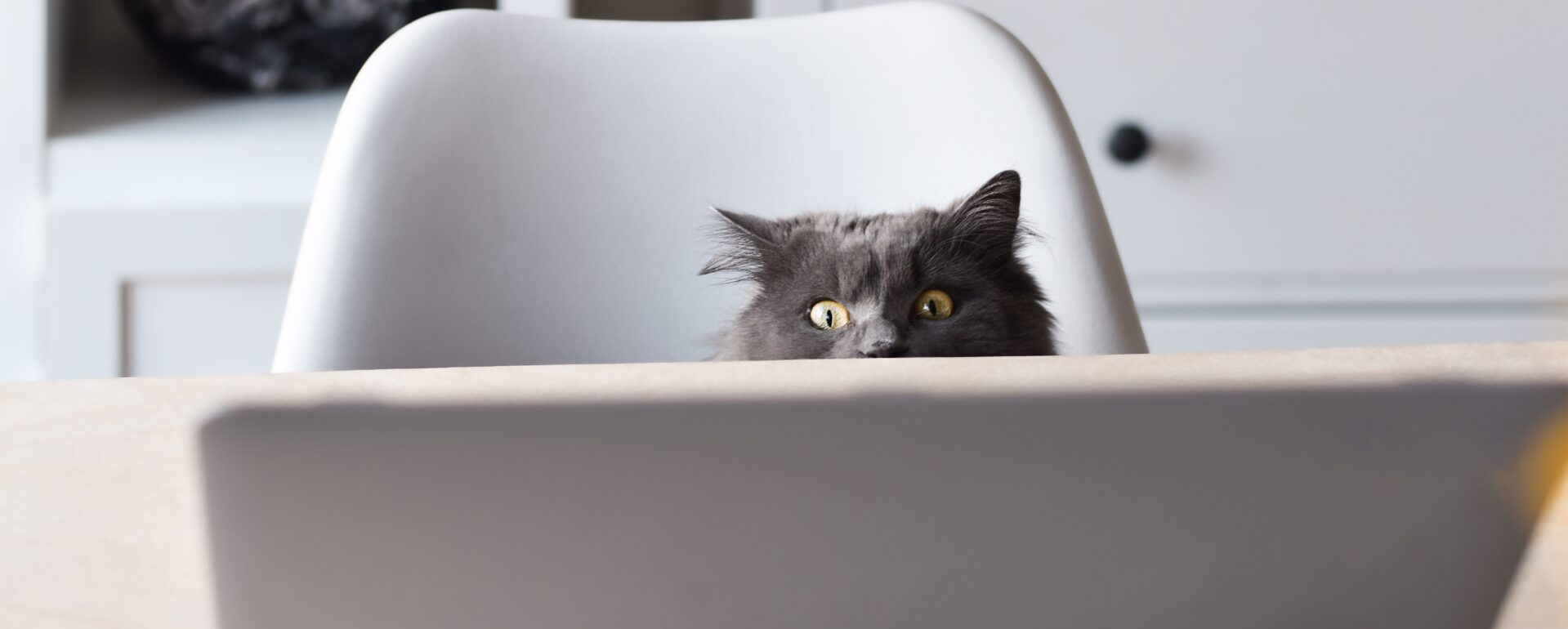Confused Cat Reading P&L Document
